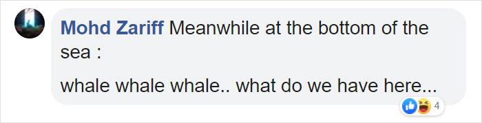 Friendly Beluga Returns Phone Woman Accidentally Dropped Into Ocean Friendly Beluga Returns Phone Woman Accidentally Dropped Into Ocean