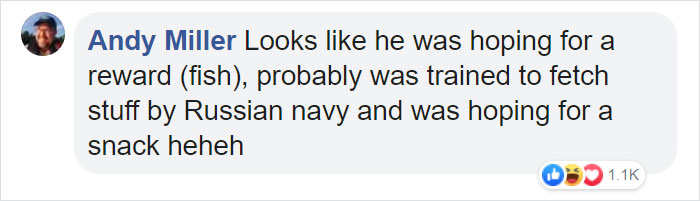 Friendly Beluga Returns Phone Woman Accidentally Dropped Into Ocean Friendly Beluga Returns Phone Woman Accidentally Dropped Into Ocean