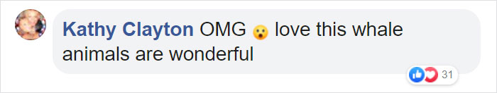 Friendly Beluga Returns Phone Woman Accidentally Dropped Into Ocean