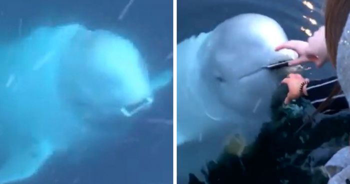 Friendly Beluga Returns Phone Woman Accidentally Dropped Into Ocean