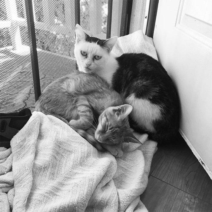 Woman Adopts Cat That Has Been Living In A Shelter Since It Was 2 Days Old, Realizes It Looks Like Steve Buscemi Woman Adopts Cat That Has Been Living In A Shelter Since It Was 2 Days Old, Realizes It Looks Like Steve Buscemi