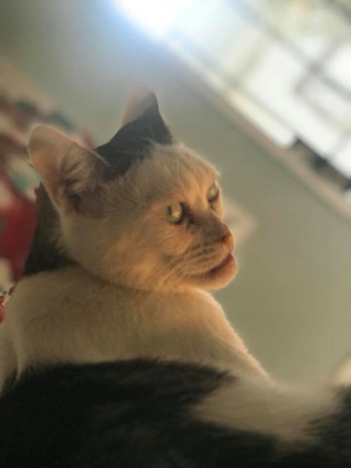 Woman Adopts Cat That Has Been Living In A Shelter Since It Was 2 Days Old, Realizes It Looks Like Steve Buscemi Woman Adopts Cat That Has Been Living In A Shelter Since It Was 2 Days Old, Realizes It Looks Like Steve Buscemi