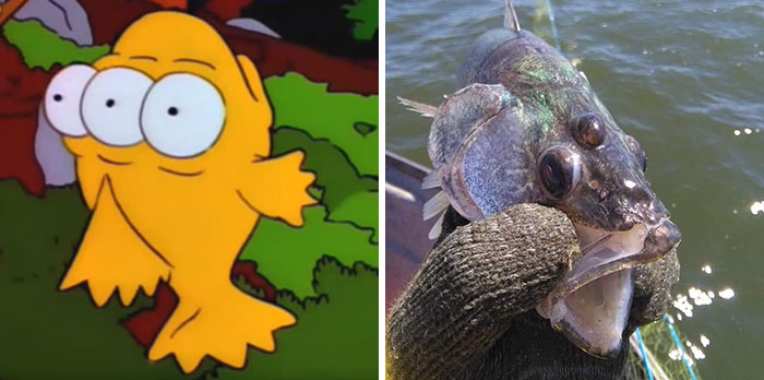 Split image showing a three-eyed cartoon fish from an animated show and a real fish with an unusual facial feature.