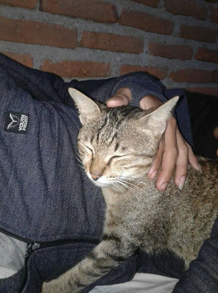 Owner Can't Be Mad At The Cat Anymore For Destroying His Earphone Cable, As The Cat Returned With A Snake As A Replacement Owner Can't Be Mad At The Cat Anymore For Destroying His Earphone Cable, As The Cat Returned With A Snake As A Replacement