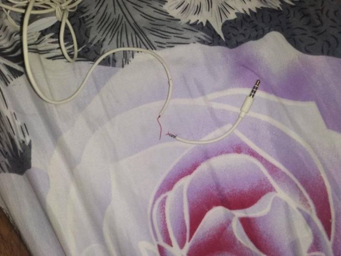 Owner Can't Be Mad At The Cat Anymore For Destroying His Earphone Cable, As The Cat Returned With A Snake As A Replacement Owner Can't Be Mad At The Cat Anymore For Destroying His Earphone Cable, As The Cat Returned With A Snake As A Replacement