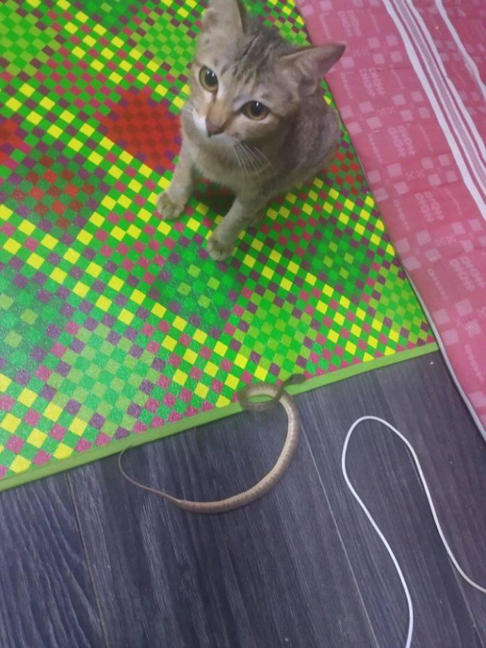 Owner Can't Be Mad At The Cat Anymore For Destroying His Earphone Cable, As The Cat Returned With A Snake As A Replacement Owner Can't Be Mad At The Cat Anymore For Destroying His Earphone Cable, As The Cat Returned With A Snake As A Replacement