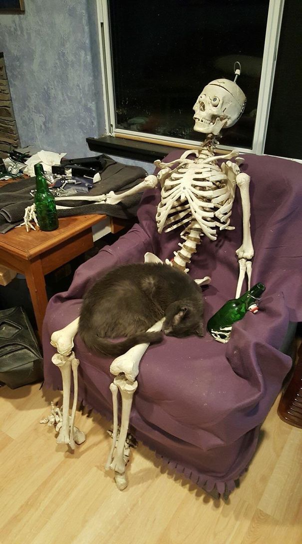 cat-on-skeleton-5ce56a2f2201f.jpg