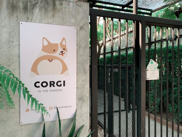 Woman Opens A Corgi Cafe After A Surprise Litter Of Pups And The Photos Are Too Adorable Woman Opens A Corgi Cafe After A Surprise Litter Of Pups And The Photos Are Too Adorable