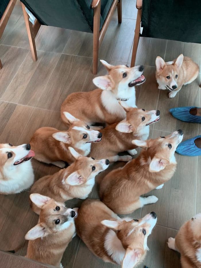 Woman Opens A Corgi Cafe After A Surprise Litter Of Pups And The Photos Are Too Adorable