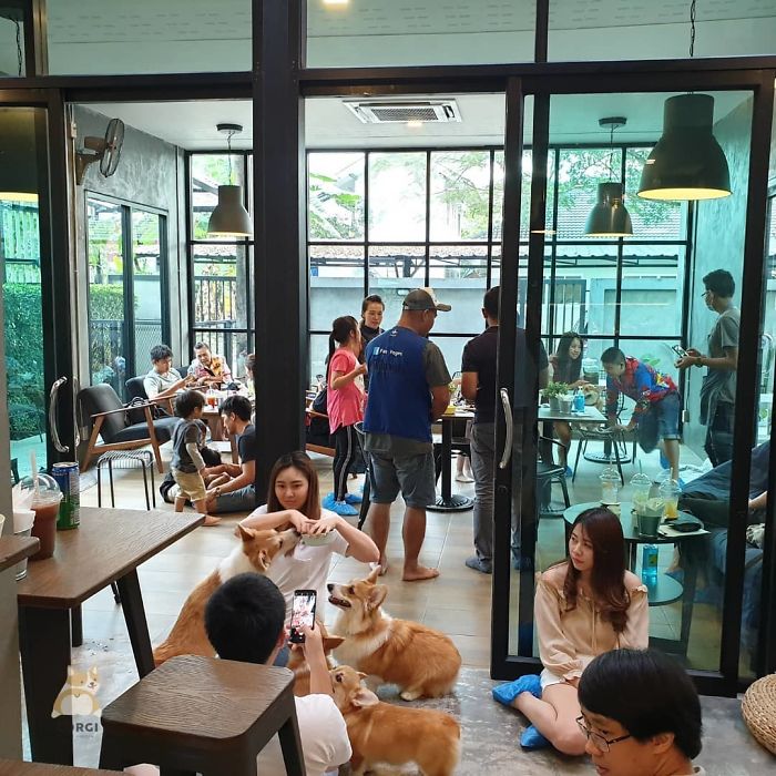 Woman Opens A Corgi Cafe After A Surprise Litter Of Pups And The Photos Are Too Adorable Woman Opens A Corgi Cafe After A Surprise Litter Of Pups And The Photos Are Too Adorable