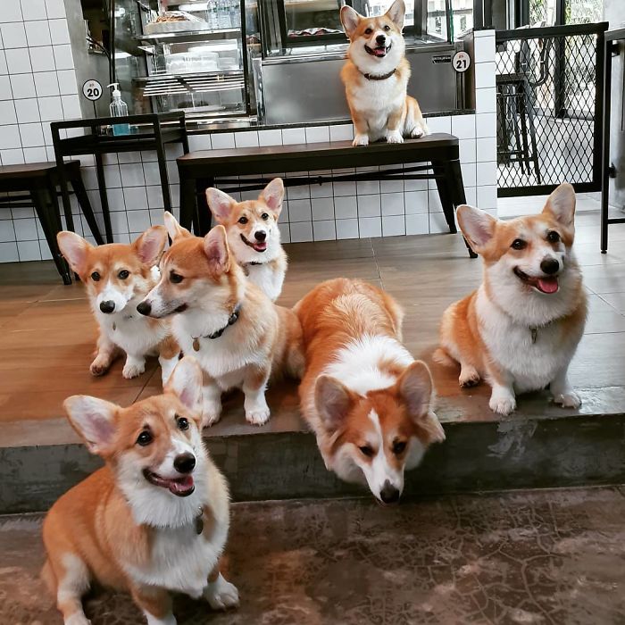 Woman Opens A Corgi Cafe After A Surprise Litter Of Pups And The Photos Are Too Adorable Woman Opens A Corgi Cafe After A Surprise Litter Of Pups And The Photos Are Too Adorable