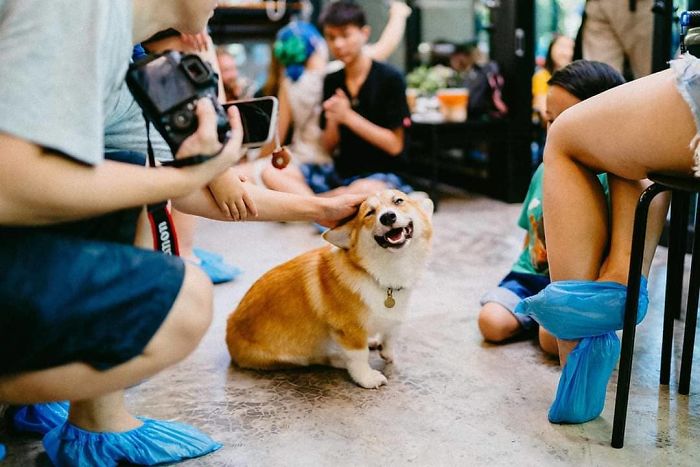 Woman Opens A Corgi Cafe After A Surprise Litter Of Pups And The Photos Are Too Adorable