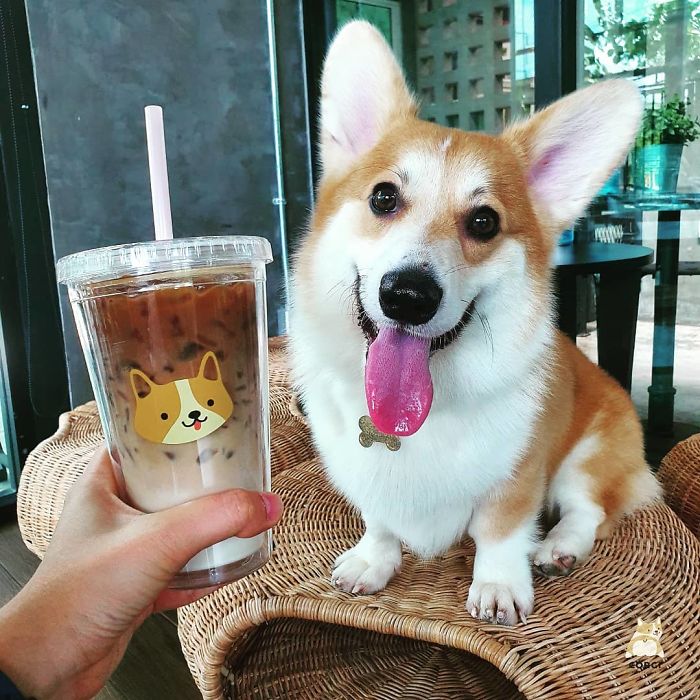 Woman Opens A Corgi Cafe After A Surprise Litter Of Pups And The Photos Are Too Adorable