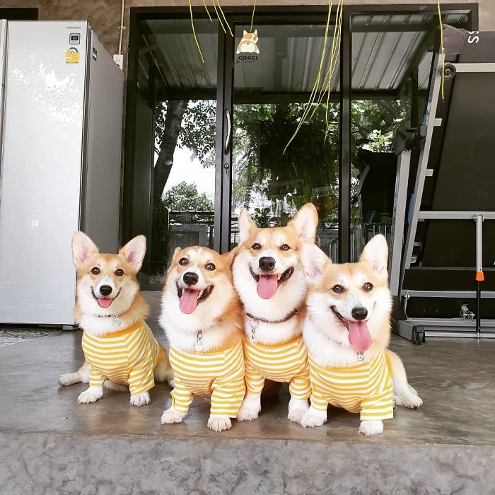 Woman Opens A Corgi Cafe After A Surprise Litter Of Pups And The Photos Are Too Adorable Woman Opens A Corgi Cafe After A Surprise Litter Of Pups And The Photos Are Too Adorable