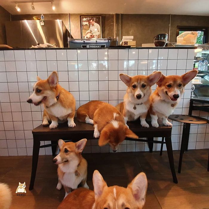 Woman Opens A Corgi Cafe After A Surprise Litter Of Pups And The Photos Are Too Adorable