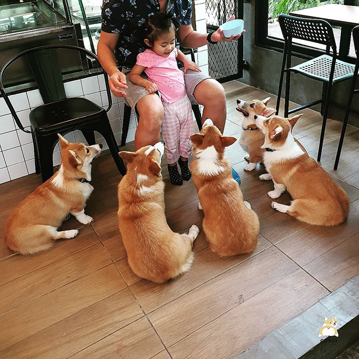 Woman Opens A Corgi Cafe After A Surprise Litter Of Pups And The Photos Are Too Adorable Woman Opens A Corgi Cafe After A Surprise Litter Of Pups And The Photos Are Too Adorable