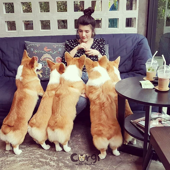 Woman Opens A Corgi Cafe After A Surprise Litter Of Pups And The Photos Are Too Adorable Woman Opens A Corgi Cafe After A Surprise Litter Of Pups And The Photos Are Too Adorable
