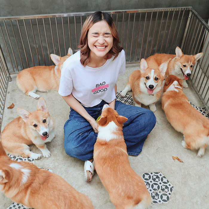 Woman Opens A Corgi Cafe After A Surprise Litter Of Pups And The Photos Are Too Adorable