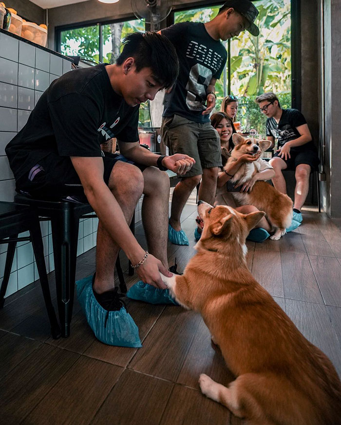 Woman Opens A Corgi Cafe After A Surprise Litter Of Pups And The Photos Are Too Adorable Woman Opens A Corgi Cafe After A Surprise Litter Of Pups And The Photos Are Too Adorable