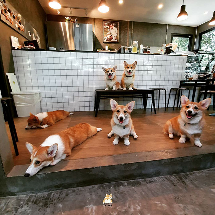 Woman Opens A Corgi Cafe After A Surprise Litter Of Pups And The Photos Are Too Adorable Woman Opens A Corgi Cafe After A Surprise Litter Of Pups And The Photos Are Too Adorable