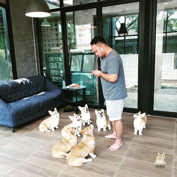 Woman Opens A Corgi Cafe After A Surprise Litter Of Pups And The Photos Are Too Adorable