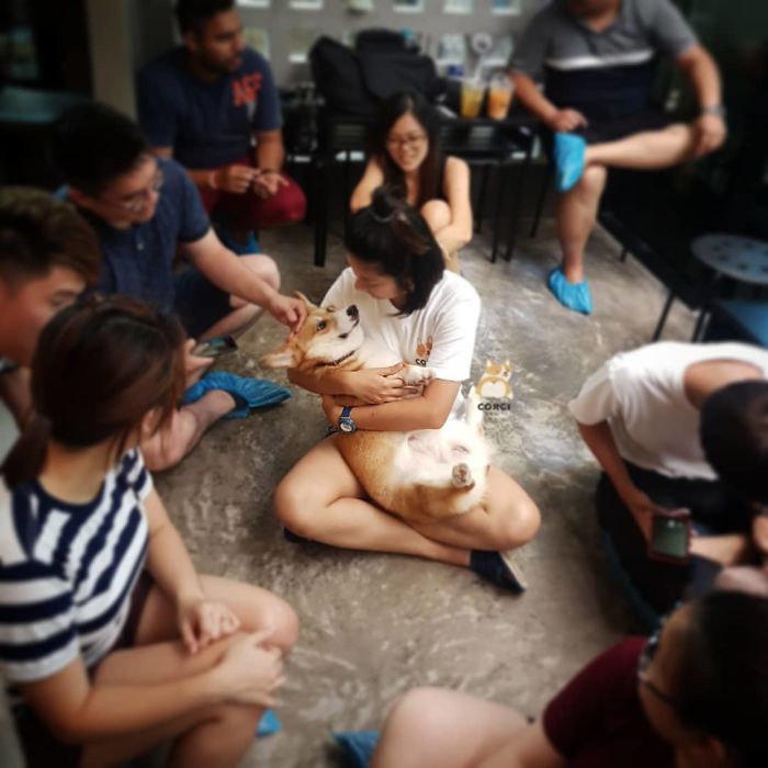 Woman Opens A Corgi Cafe After A Surprise Litter Of Pups And The Photos Are Too Adorable