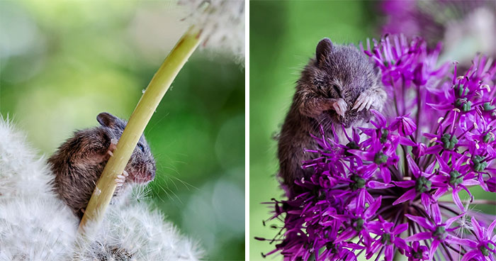 I Capture The Life Of A Little Mouse Who Was Rescued From Cat’s Mouth