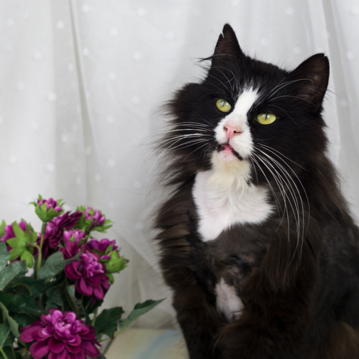 I Make Live Photos Of Homeless Cats To Help Them Find Home And Share Their Feelings With Us