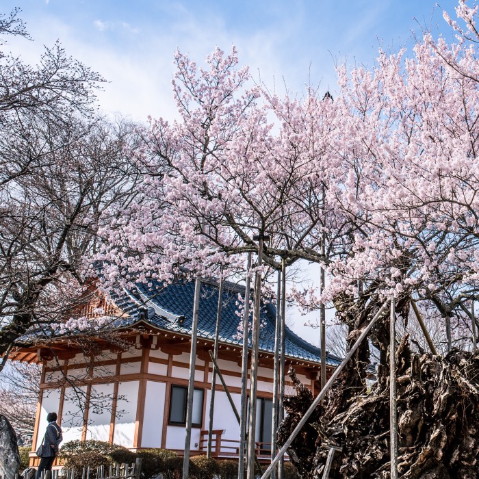 Japan’s Oldest Cherry Tree