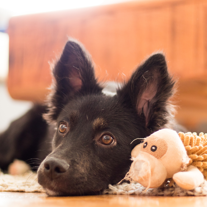 The Life For 8 Months With My First Rescue Dog