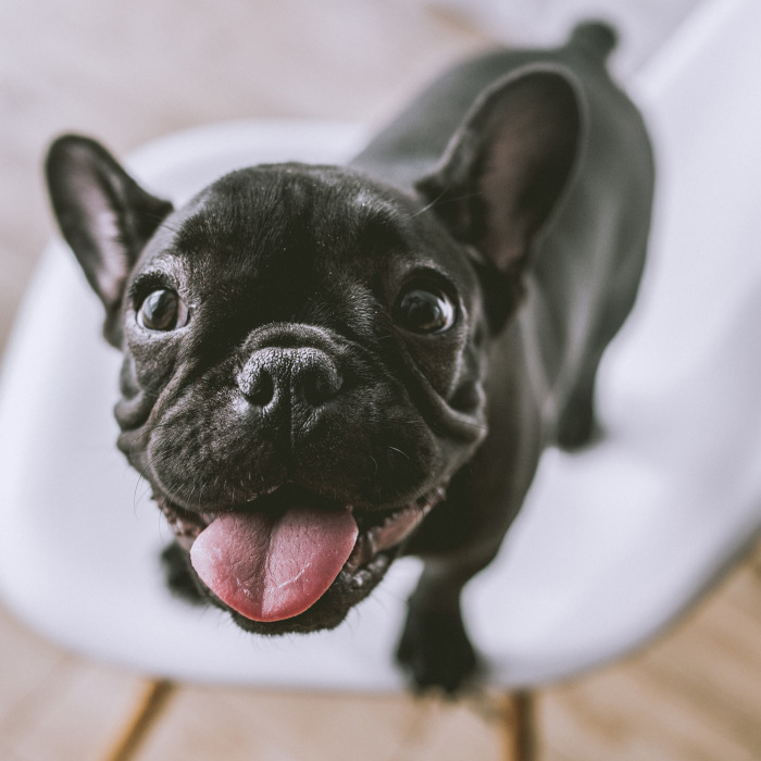 I Took Photos Of Cute Bulldogs