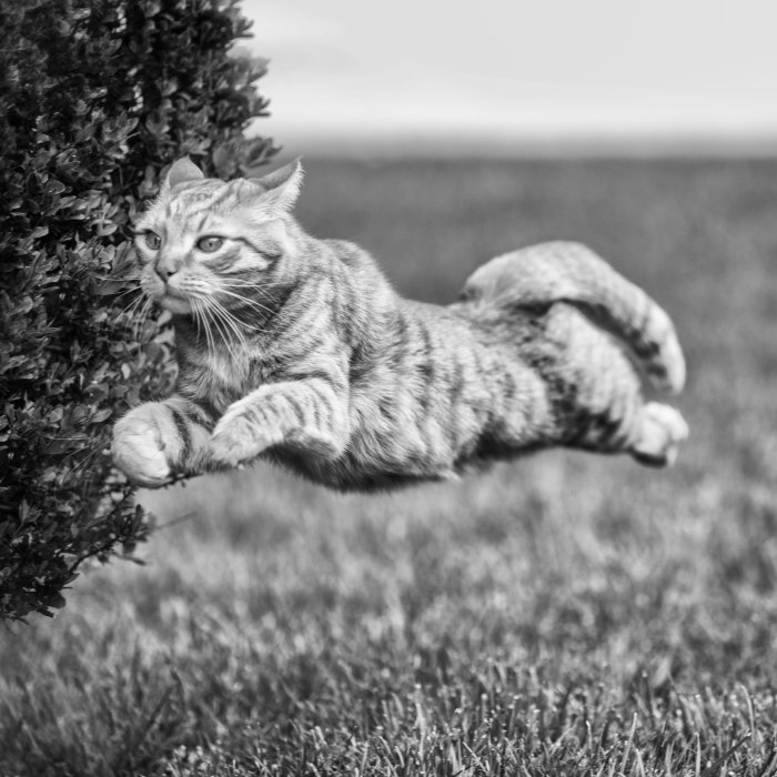 I Have Photos That Prove That My Cat Ricky Can Fly