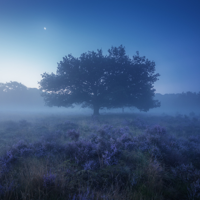 I Photograph Trees During Foggy Mornings In The Netherlands