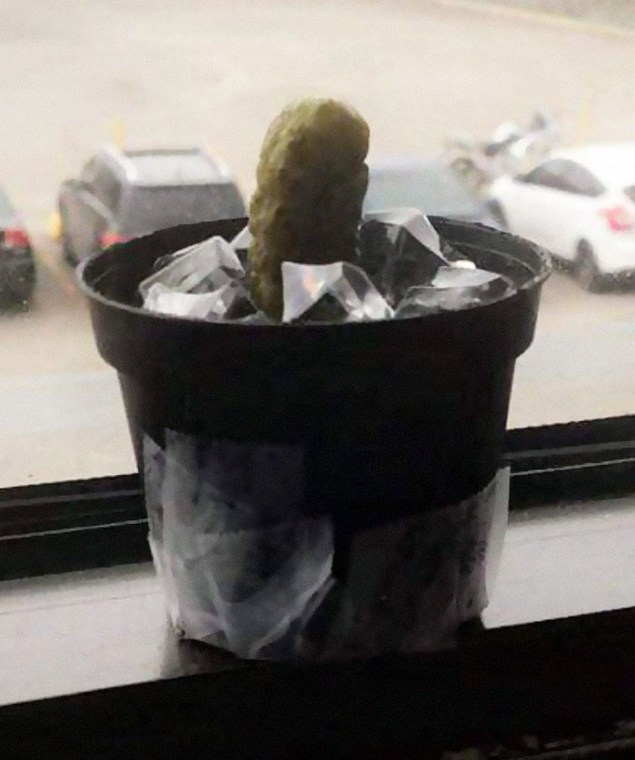 Guy Gets Pranked With A Fake 'Cactus' That's Actually A Pickle His Colleagues Replace Every 2 Days Guy Gets Pranked With A Fake 'Cactus' That's Actually A Pickle His Colleagues Replace Every 2 Days