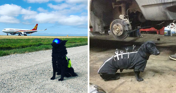 40 Perros con trabajos de verdad