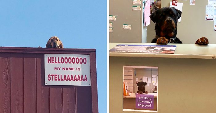 40 Dogs Who Have Real Jobs