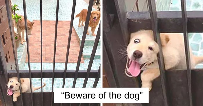 30 ‘Dangerous’ Dogs Behind ‘Beware Of Dog’ Signs