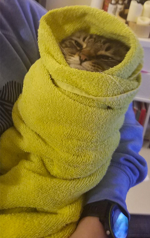 Purrito