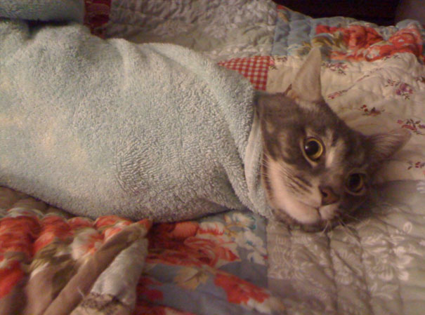 Purrito
