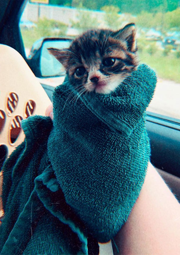 Purrito