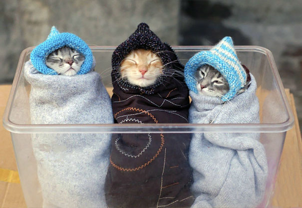 Purritos