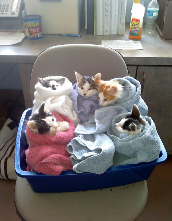Purritos