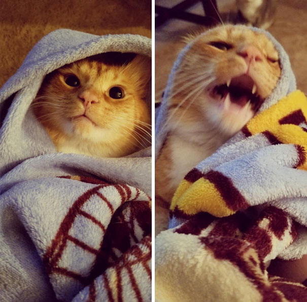 Purrito. Spicy Purrito