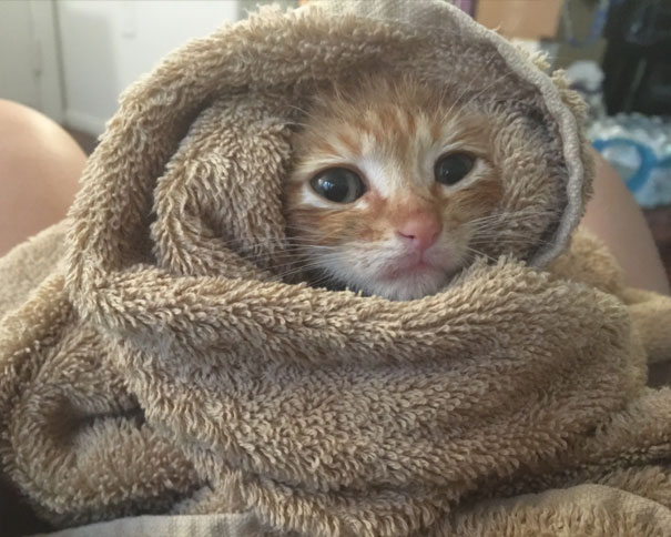 Purrito