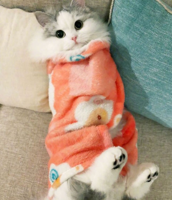 Purrito