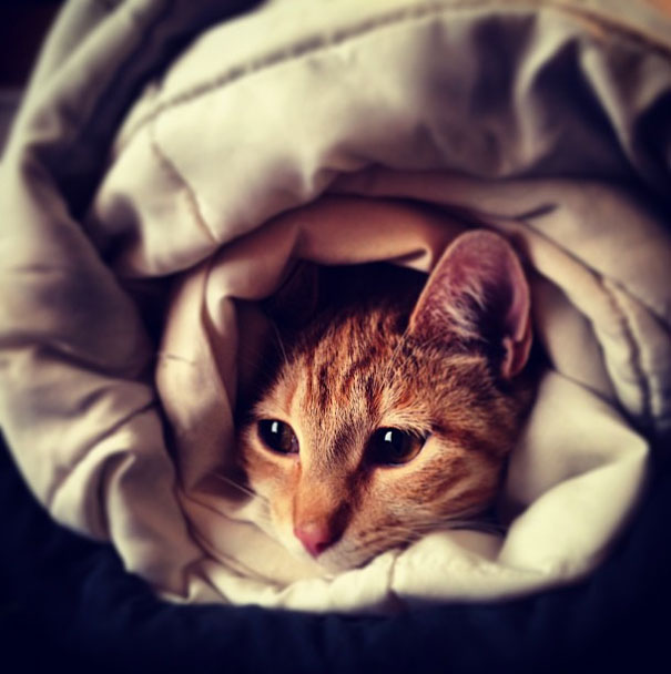 Purrito
