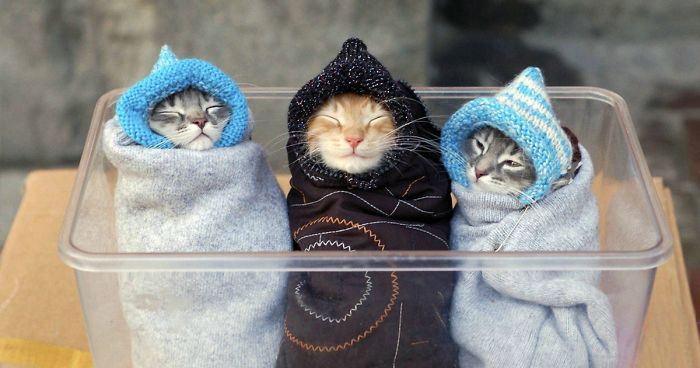 We Can’t Wrap Our Heads On How Cute These Purrito Cat Wraps Are