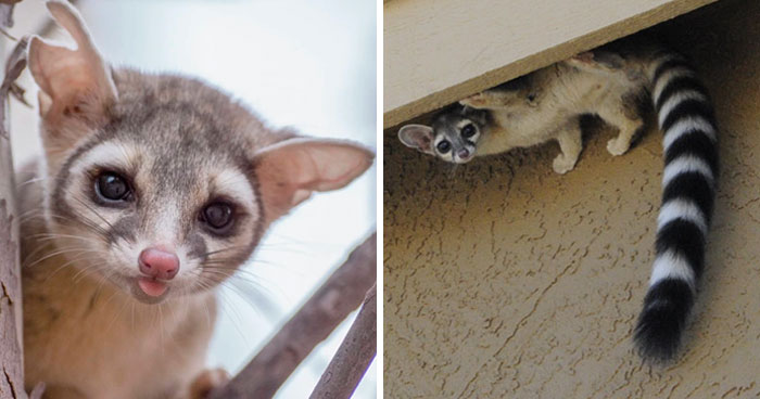 People Are Loving These Adorable Ringtail Cats That Are Native To North America
