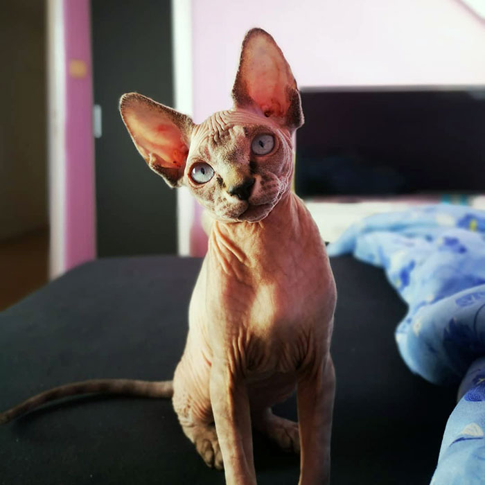 Purrrfect Day To Spend With A Purrfect Cat