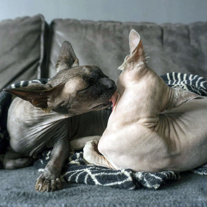 Keeping Your Sister Clean Is A Full-Time Job